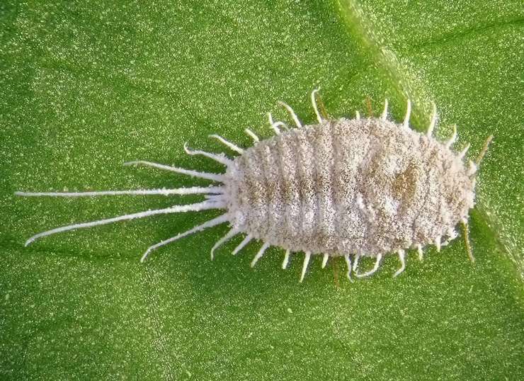 Penyakit mealybug