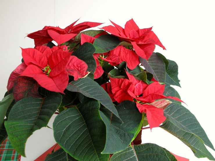 Euphorbia är den vackraste eller julstjärna