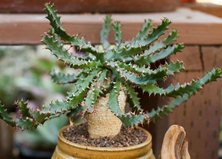 Euphorbia lezat