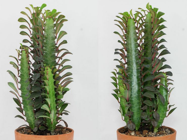 Euphorbia segitiga atau segitiga