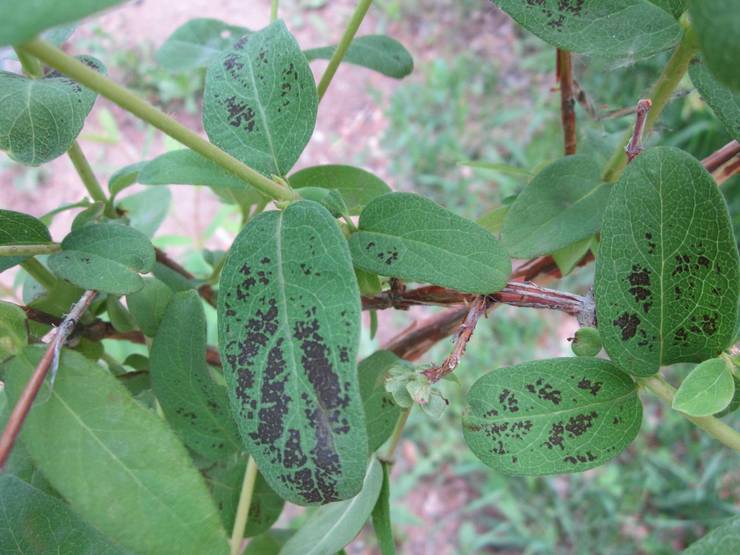 Penyakit Honeysuckle