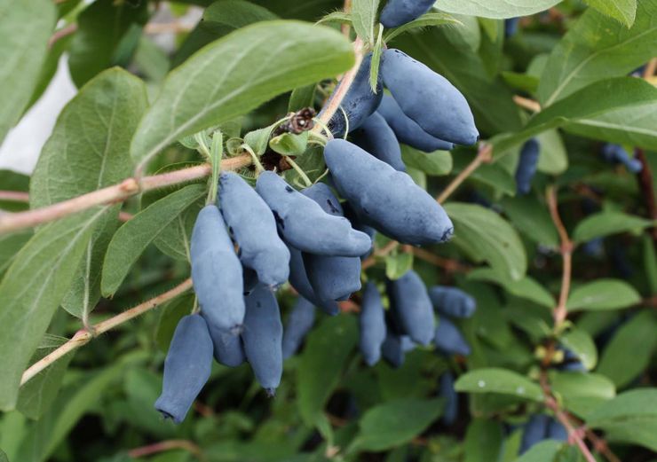 Honeysuckle biru (biru)