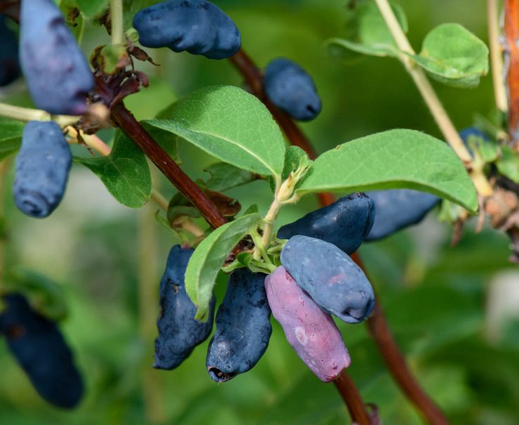 Honeysuckle yang boleh dimakan