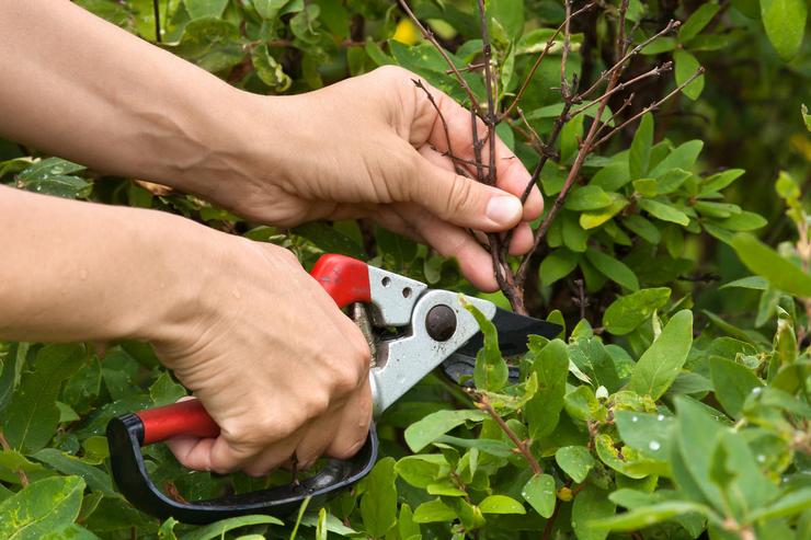 Pemangkasan honeysuckle