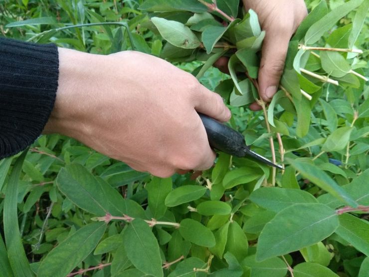 Penyebaran honeysuckle dengan keratan