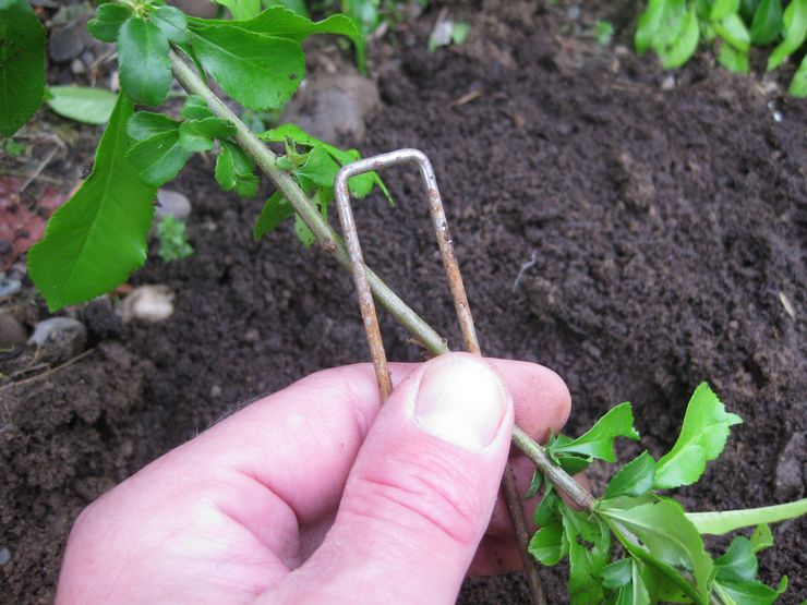 Penyebaran Honeysuckle dengan berlapis