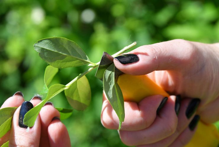 Keratan hijau honeysuckle