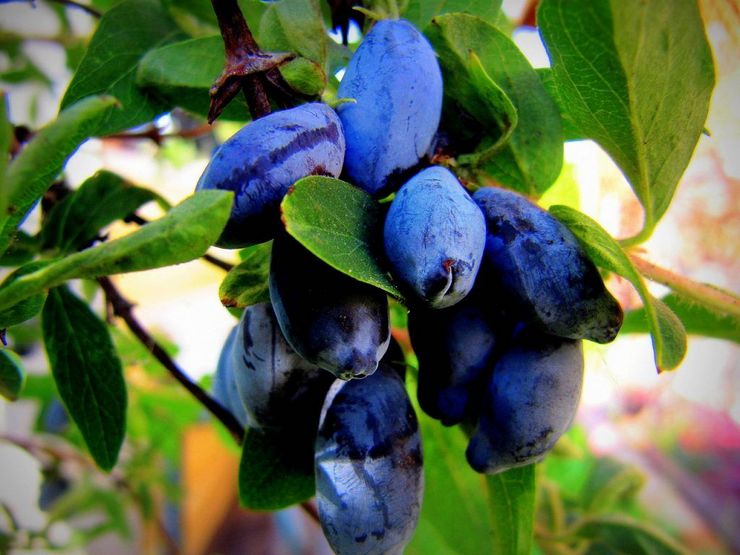 Gred Honeysuckle Cinderella