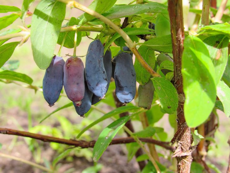 Varieti awal honeysuckle