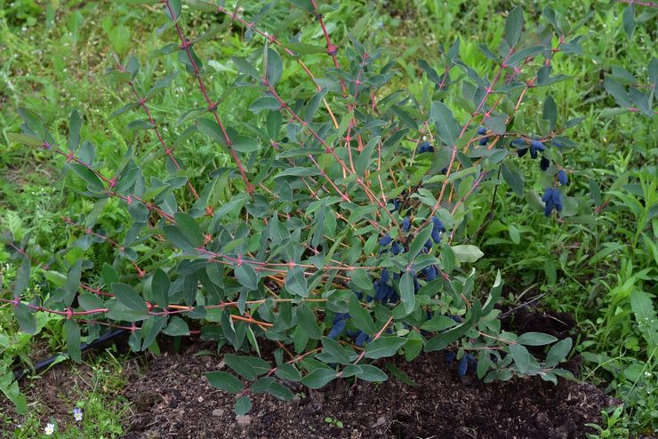 Penjagaan Honeysuckle