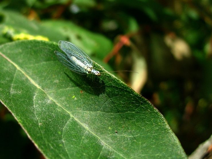 Perosak dan kawalan honeysuckle