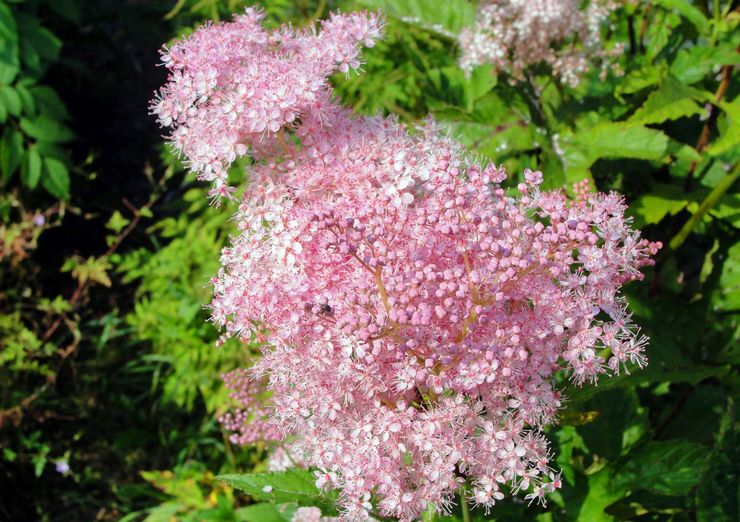 Penerangan mengenai meadowsweet