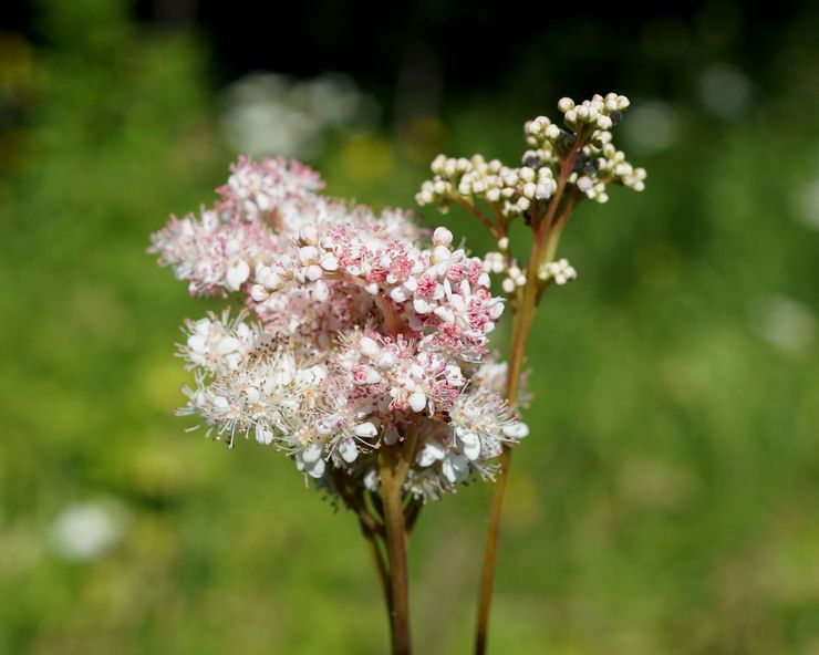 Meadowsweet berbentuk tangan