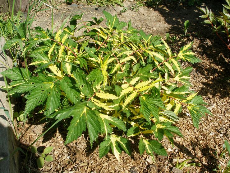 Menanam meadowsweet di tanah terbuka