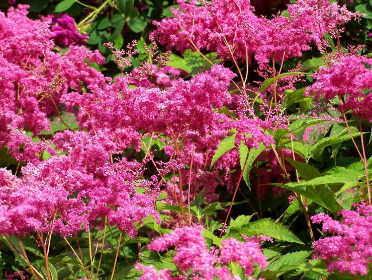 Meadowsweet Purple