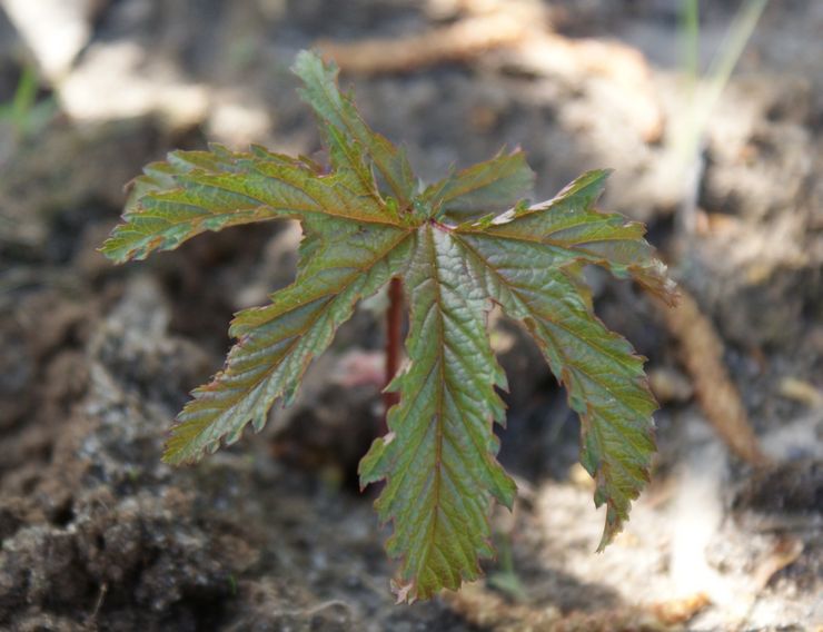 Meadowsweet anak benih