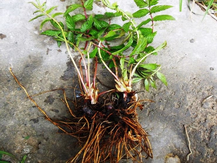 Membahagi semak meadowsweet