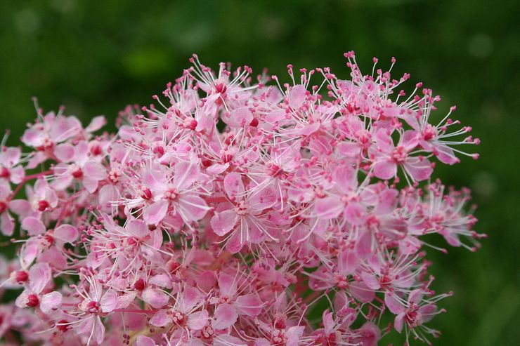 Meadowsweet Merah