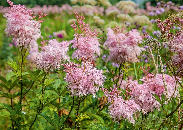 Varieti meadowsweet