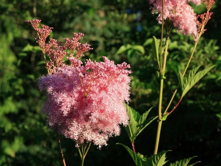 Sifat perubatan meadowsweet