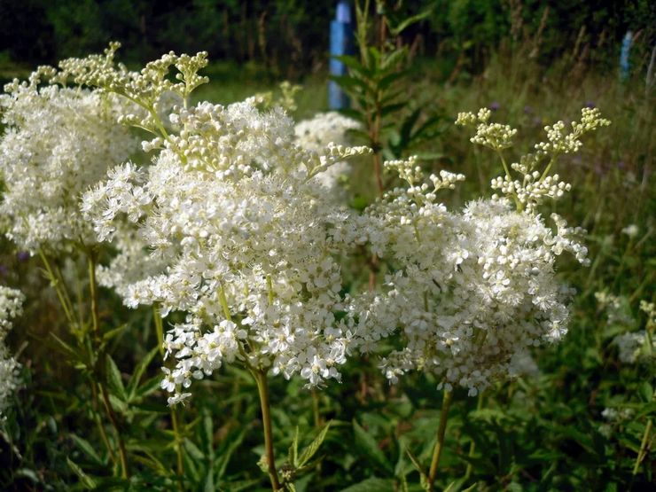 Tumbuh semak meadowsweet yang besar