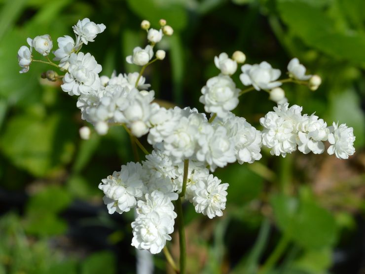 Meadowsweet enam biasa atau biasa