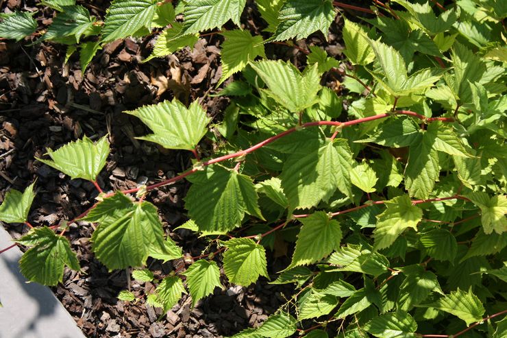 Plantering av Stefanandra i öppen mark