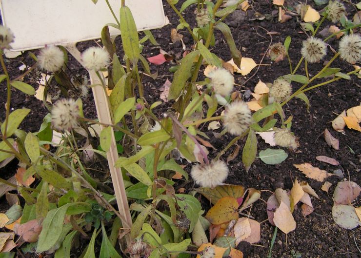 Fusarium pada asters