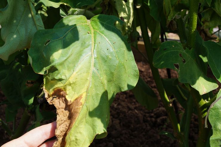 Fusarium på aubergine