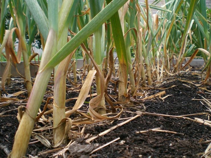 Fusarium på vitlök