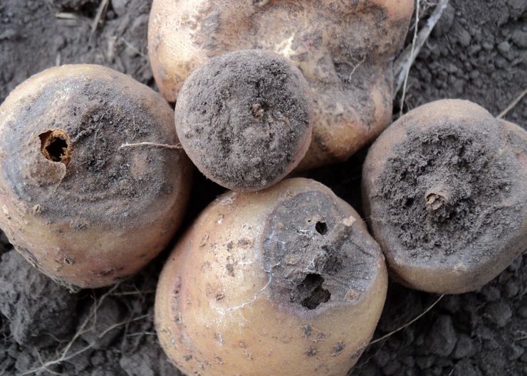 Fusarium på potatis