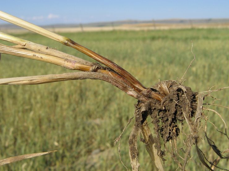 Funktioner i fusarium