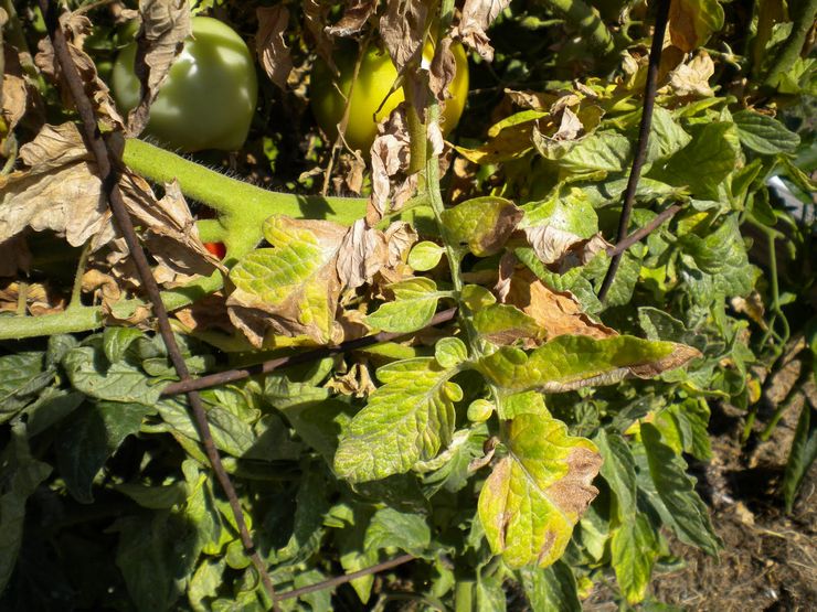 Tomat Fusarium