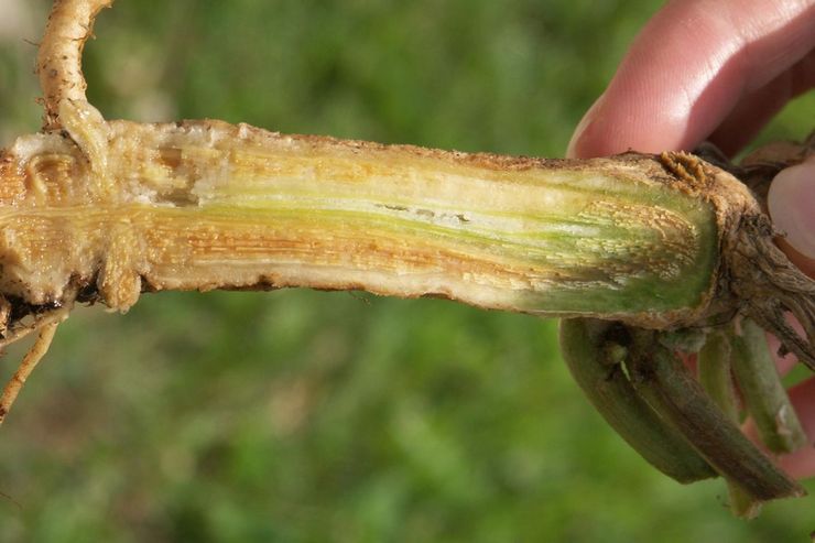 Fusarium förebyggande åtgärder