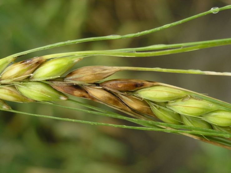 Gandum Fusarium