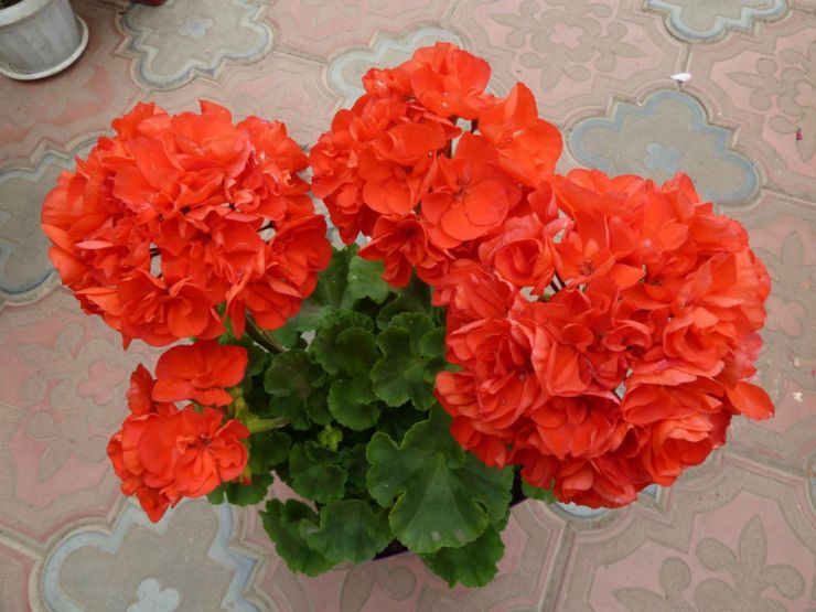 Pelargonium mengezonkan Ainsdale Duke