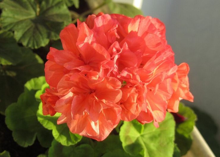 Pelargonium zonal Bold Gold