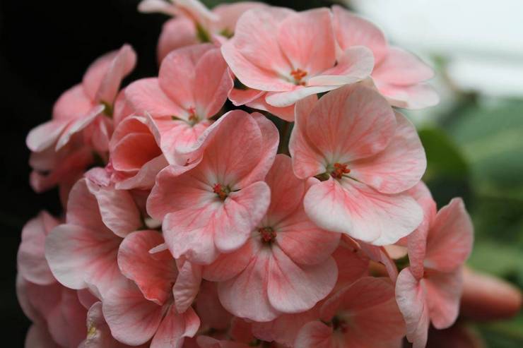 Pelaburan Canyon Dizonkan Pelargonium