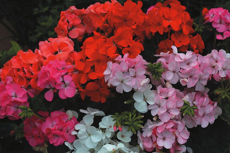 Campuran Zon Pelargonium