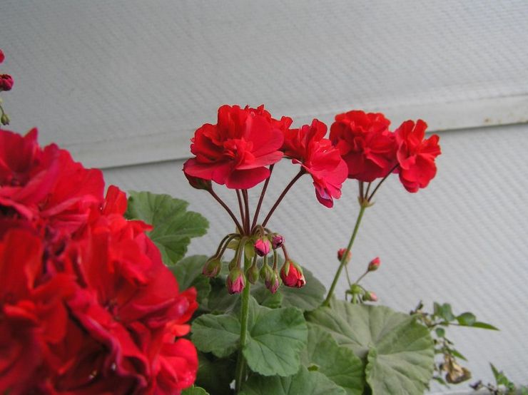 Pelargonium zonal Mirka