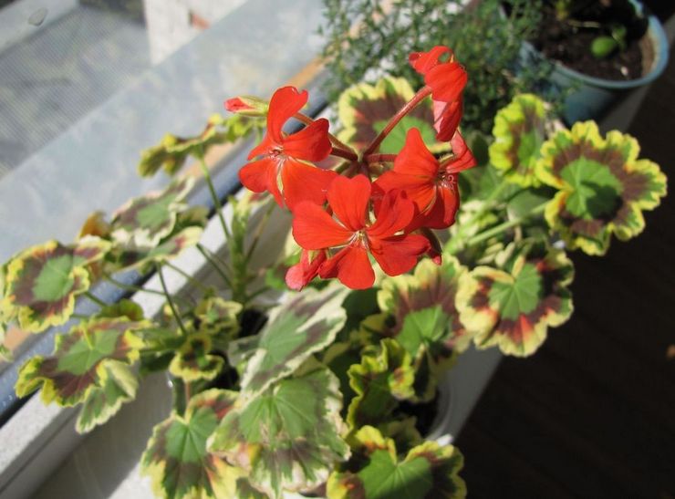 Zon pelargonium Puan Pollock