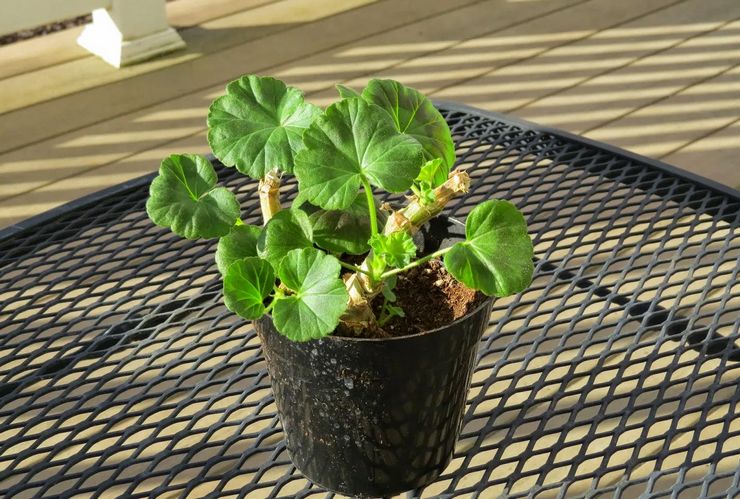 Pemangkasan pelargonium dizonkan