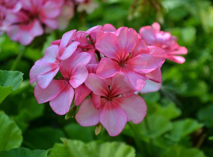 Funktioner av pelargonium zonal