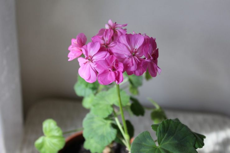 Berpakaian atas pelargonium zonal