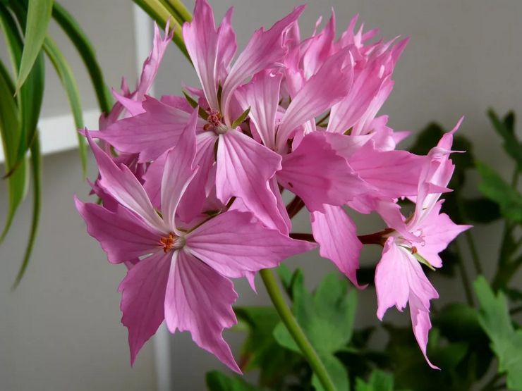 Pelargonium zonal Quantum ljusrosa