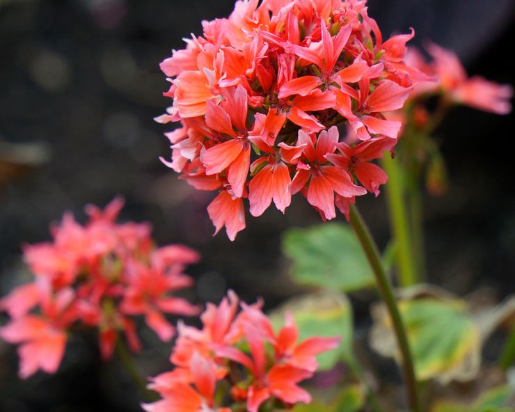 Pelargonium zonal Quantum lax