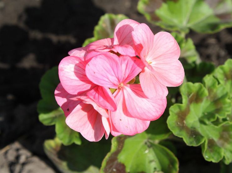 Pelargonium zon Rafaella F1