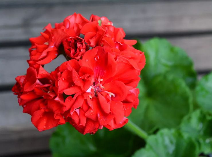 Tanam pelargonium zonal