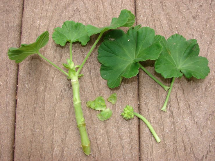 Kaedah pembiakan untuk pelargonium zonal