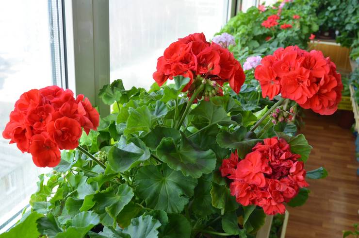 Pelargonium zonal yang semakin meningkat